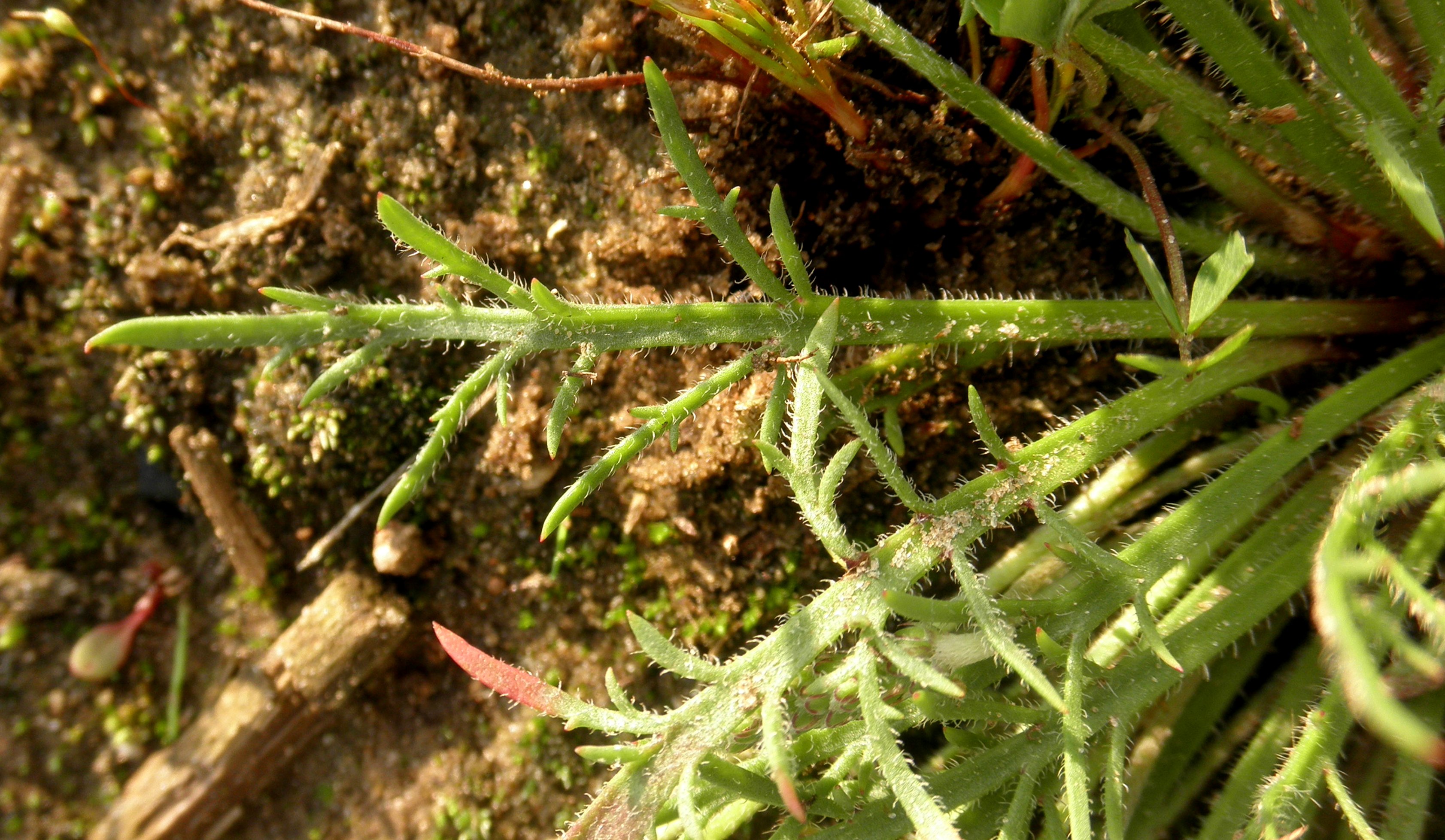 Plantago coronopus (door Bert Verbruggen)