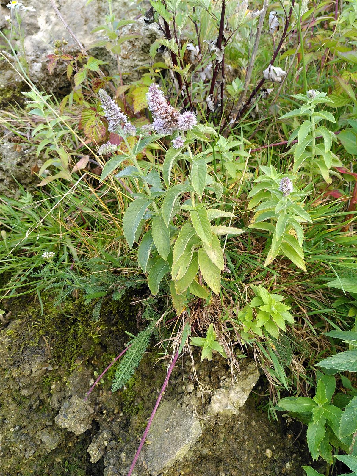 Mentha longifolia (door Dick Kerkhof)