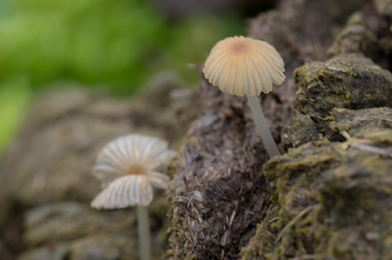 Coprinellus heterosetulosus (door Hans Adema)