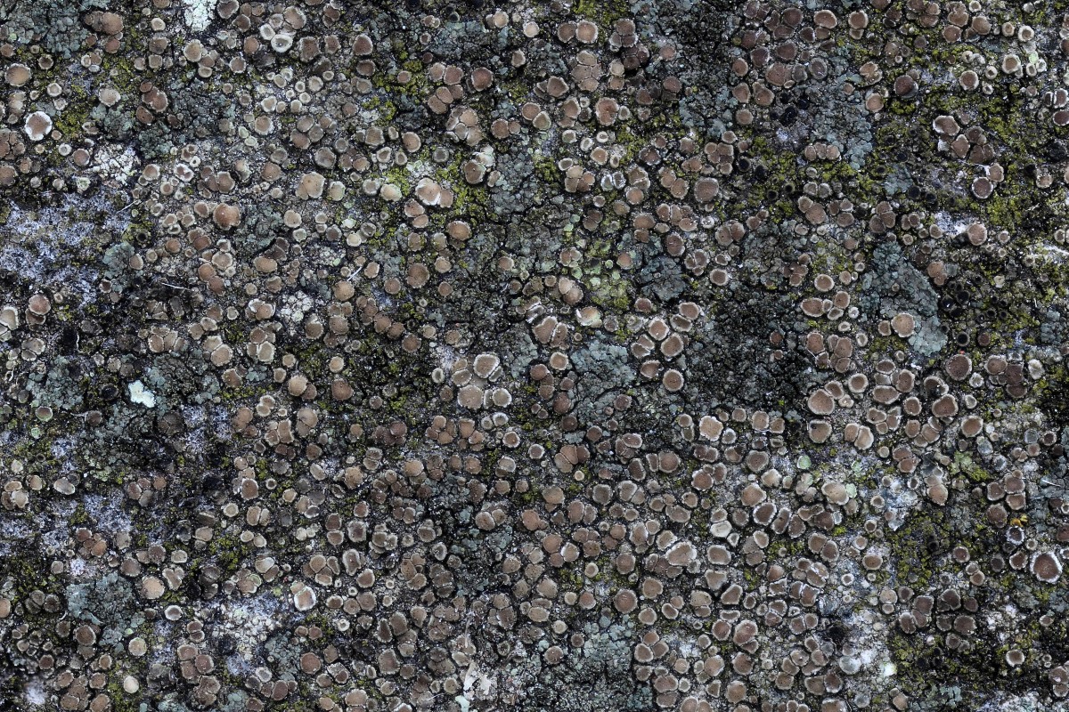 Lecanora dispersa (door Arjan de Groot)