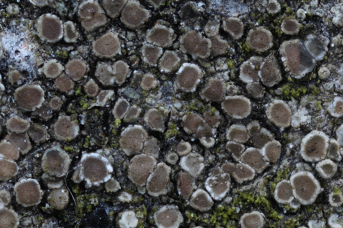 Lecanora dispersa (door Arjan de Groot)