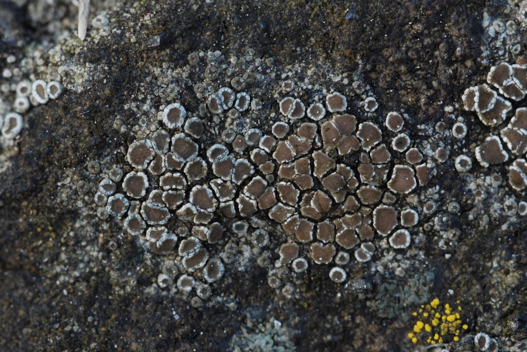 Lecanora dispersa (door Arjan de Groot)