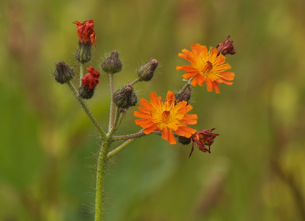 Pilosella aurantiaca (door Willie Riemsma)