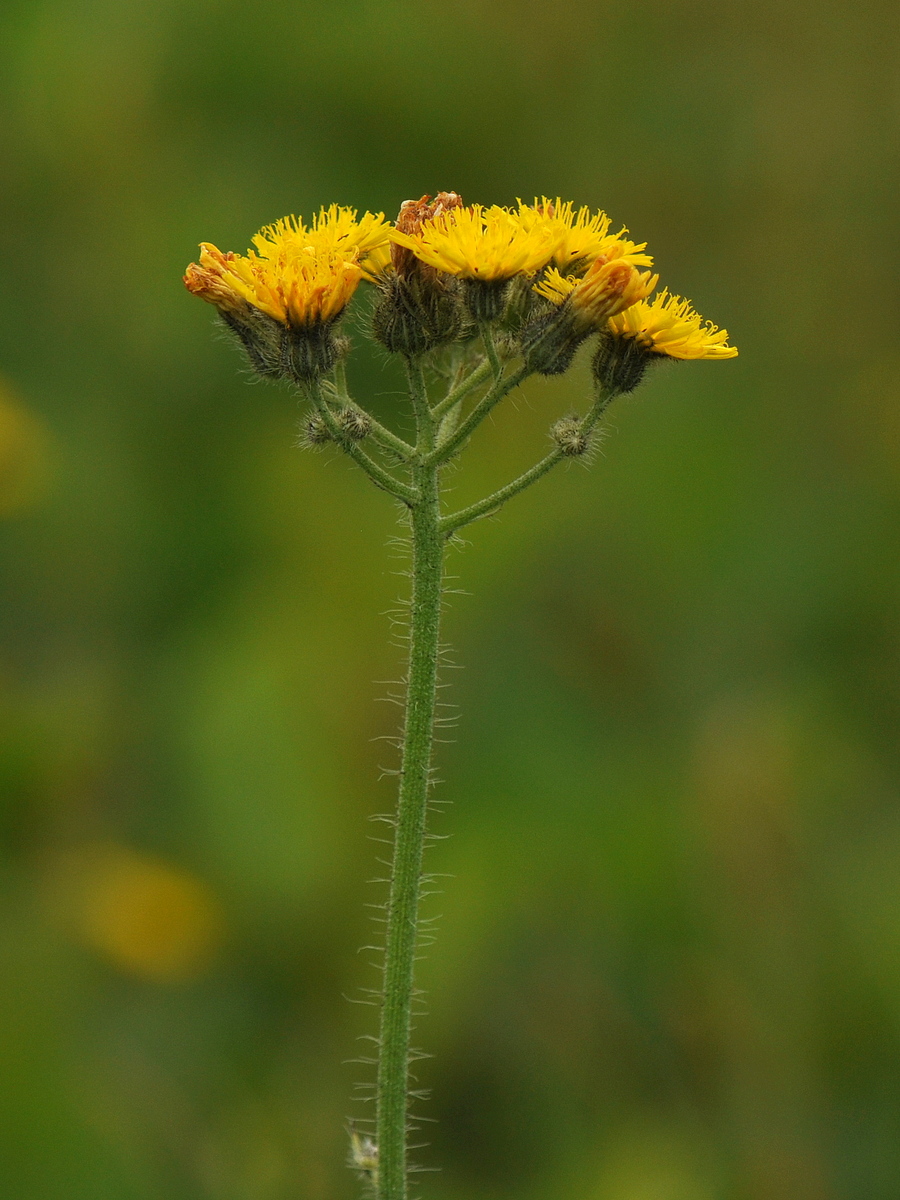 Pilosella caespitosa (door Willie Riemsma)