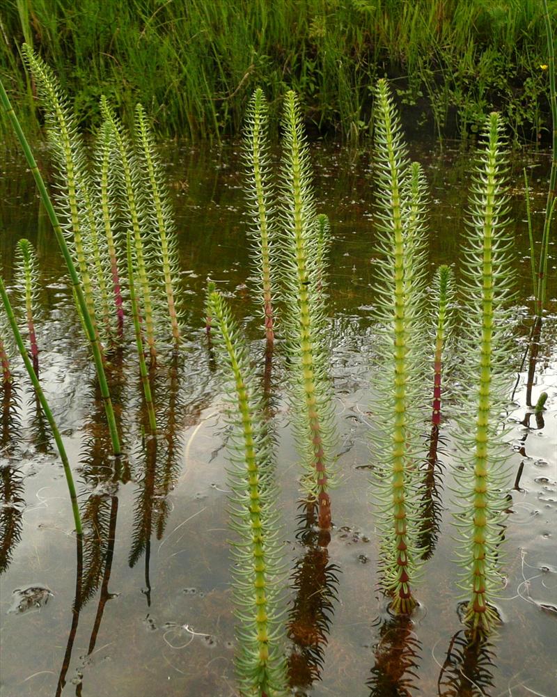 Hippuris vulgaris (door Willie Riemsma)