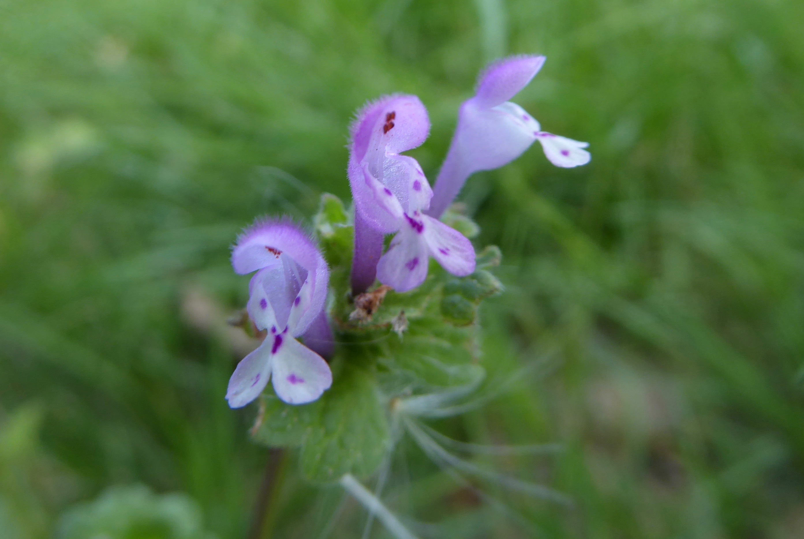 Lamium amplexicaule (door Koen van Zoest)