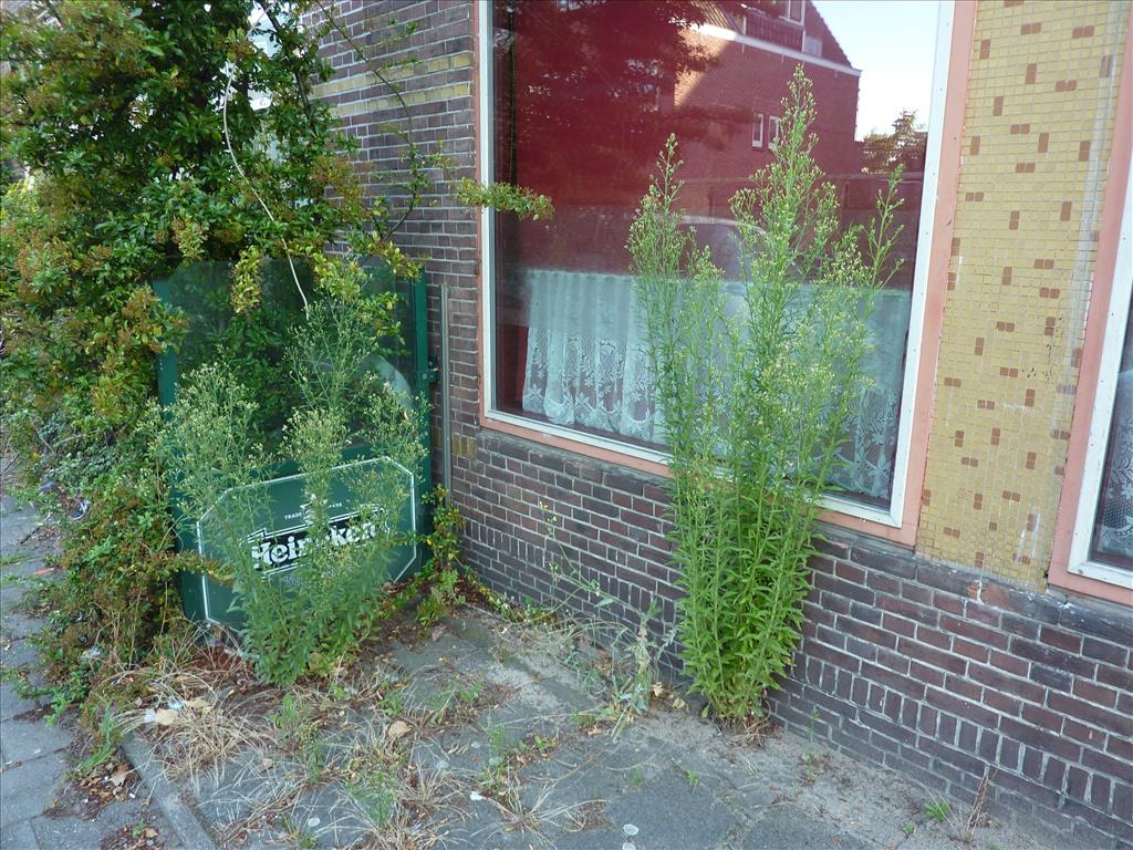 Erigeron sumatrensis (door Koen van Zoest)