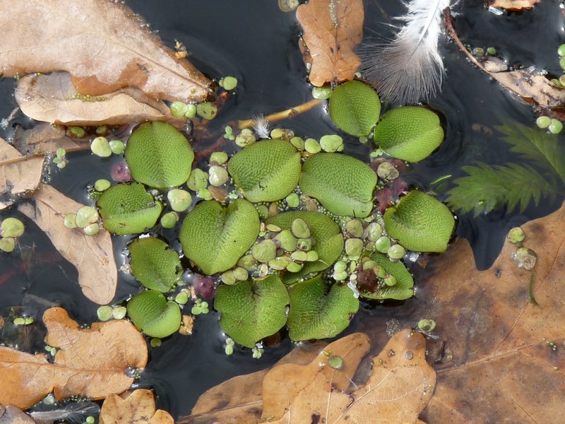 Salvinia molesta (door Willemien Troelstra)