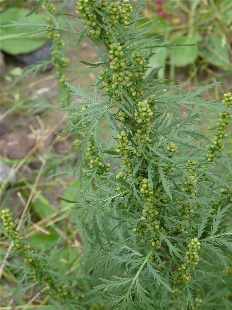 Artemisia biennis (door Willemien Troelstra)