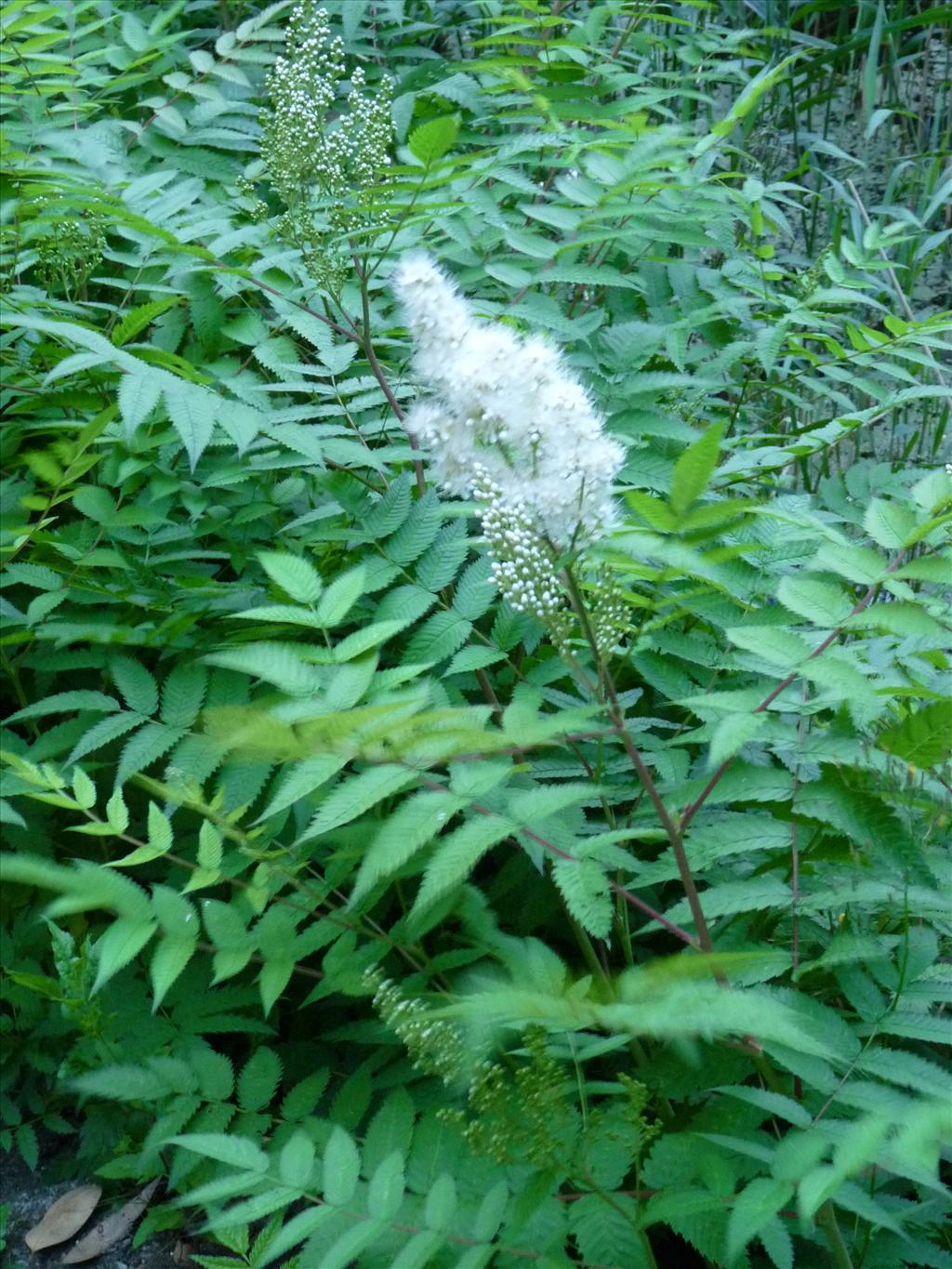 Sorbaria sorbifolia (door Willemien Troelstra)