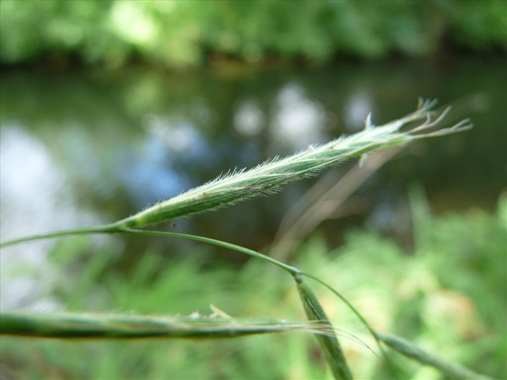 Brachypodium sylvaticum (door Willemien Troelstra)