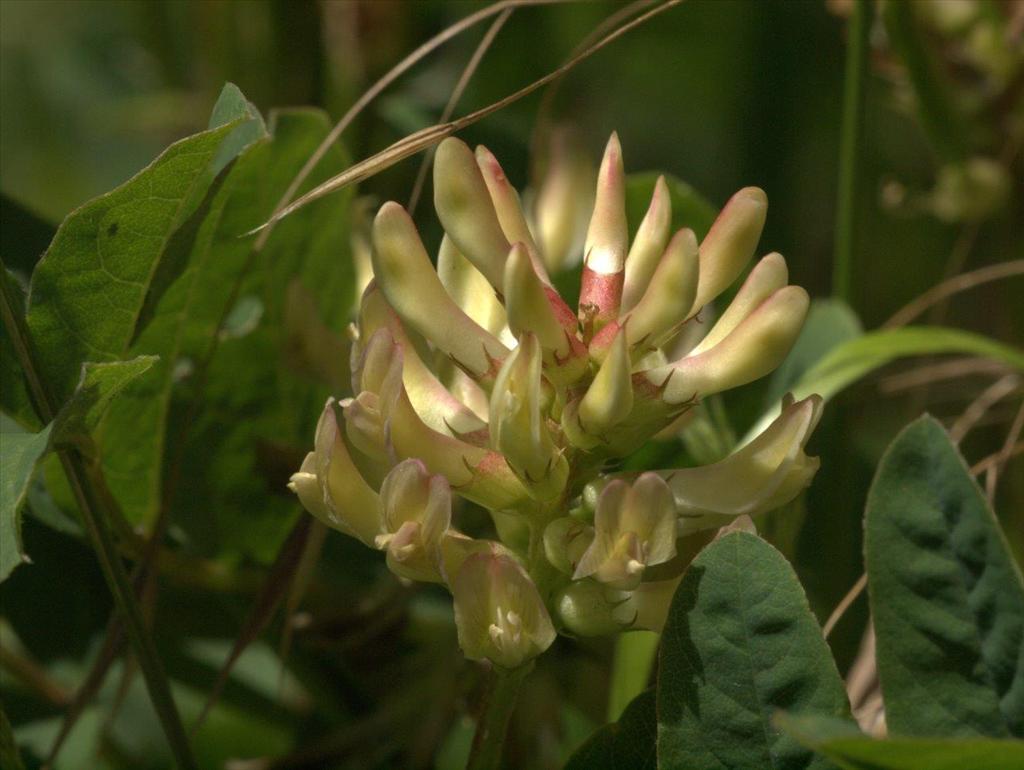 Astragalus glycyphyllos (door Peter Hegi)