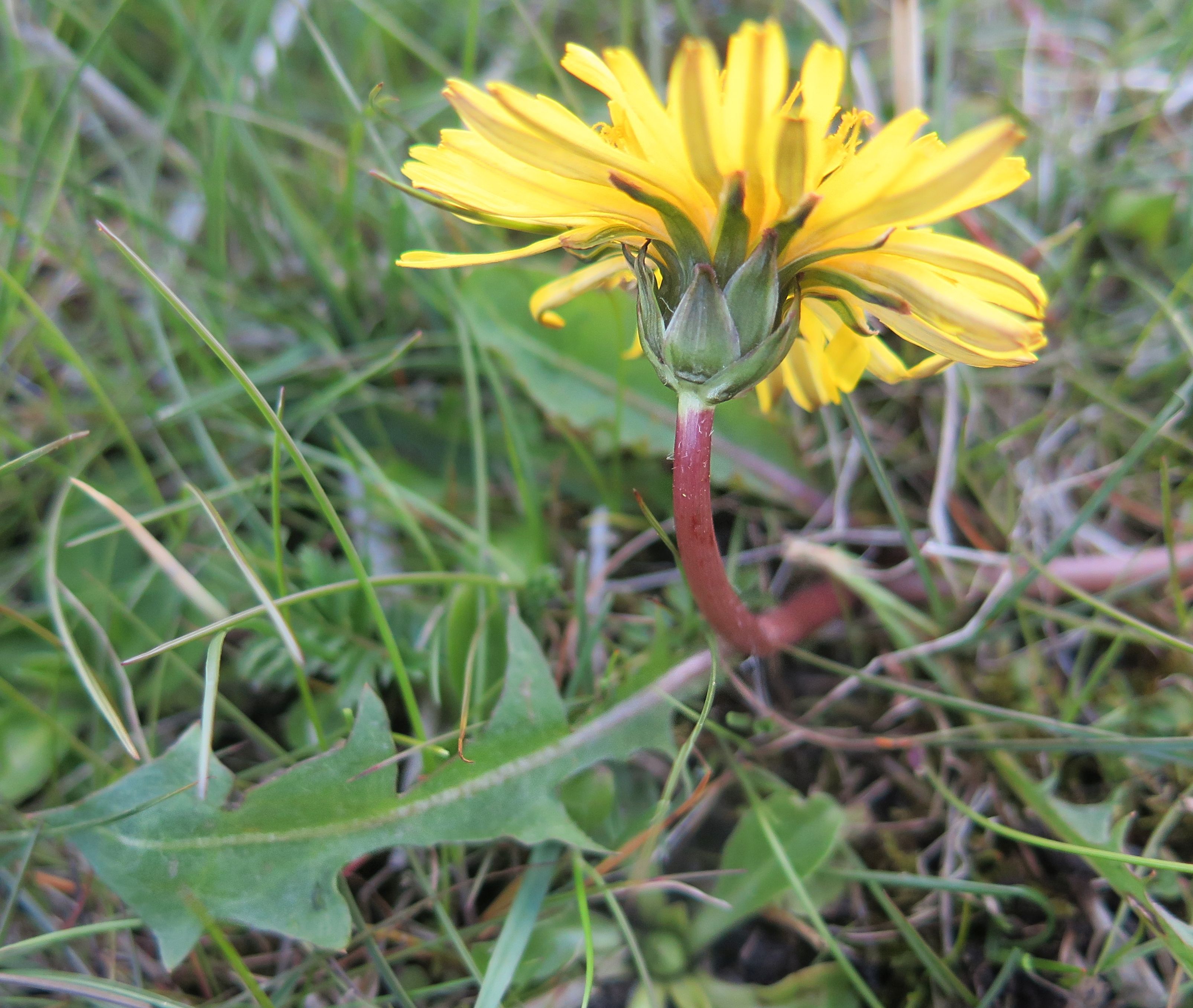 Taraxacum hollandicum (door Otto Zijlstra)