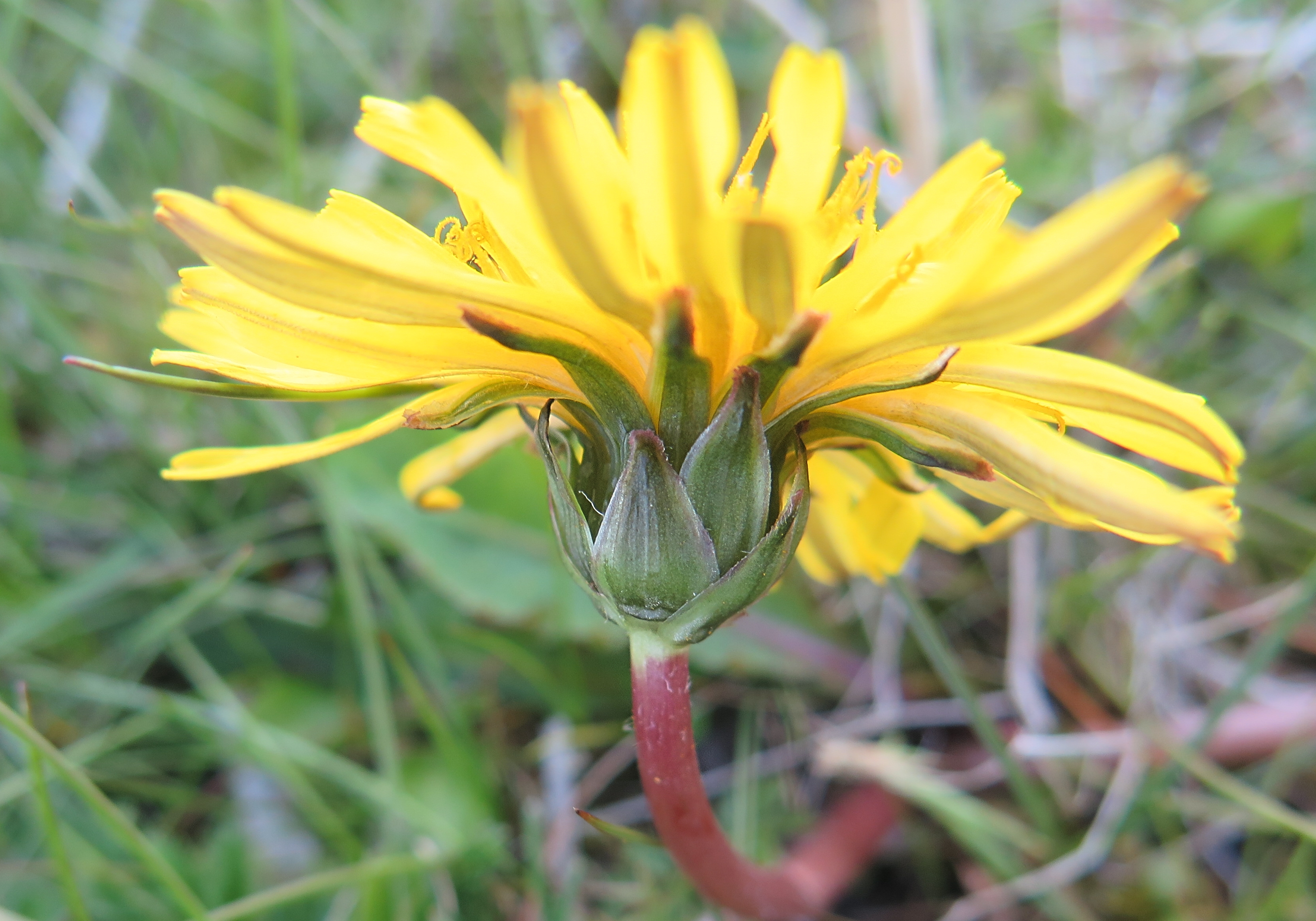 Taraxacum hollandicum (door Otto Zijlstra)