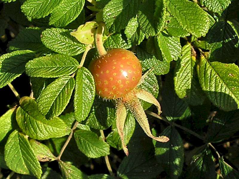 Rosa 'Hollandica' (door Grada Menting)