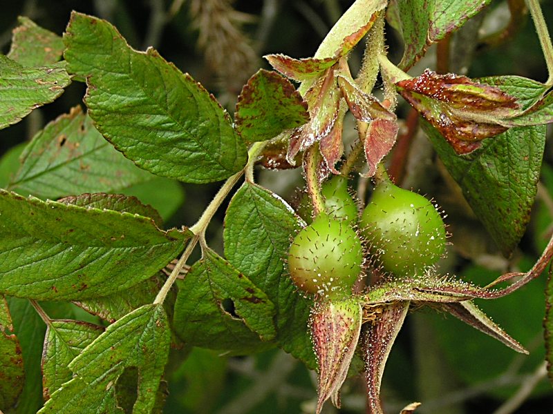 Rosa 'Hollandica' (door Grada Menting)