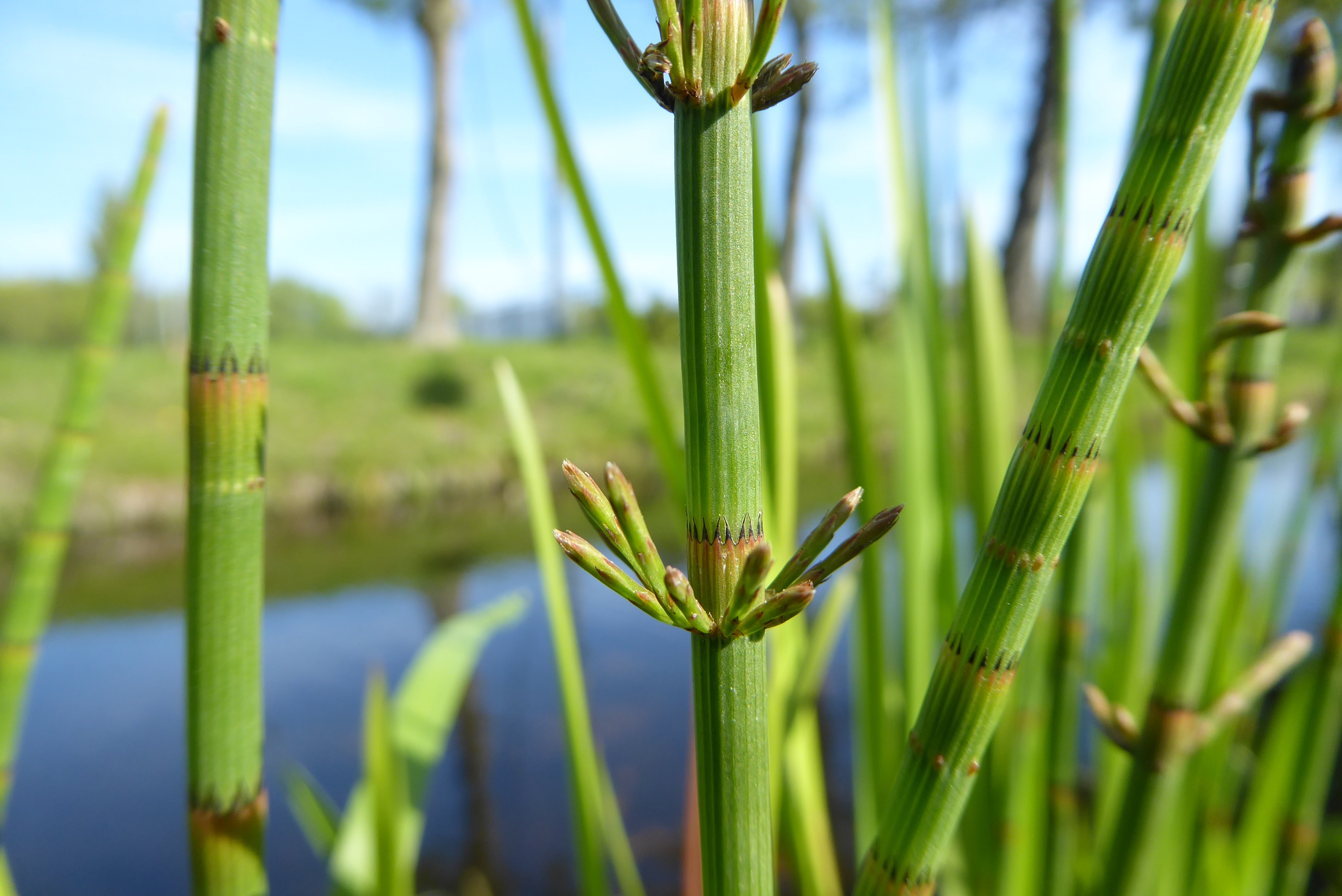 Equisetum fluviatile (door Koen van Zoest)