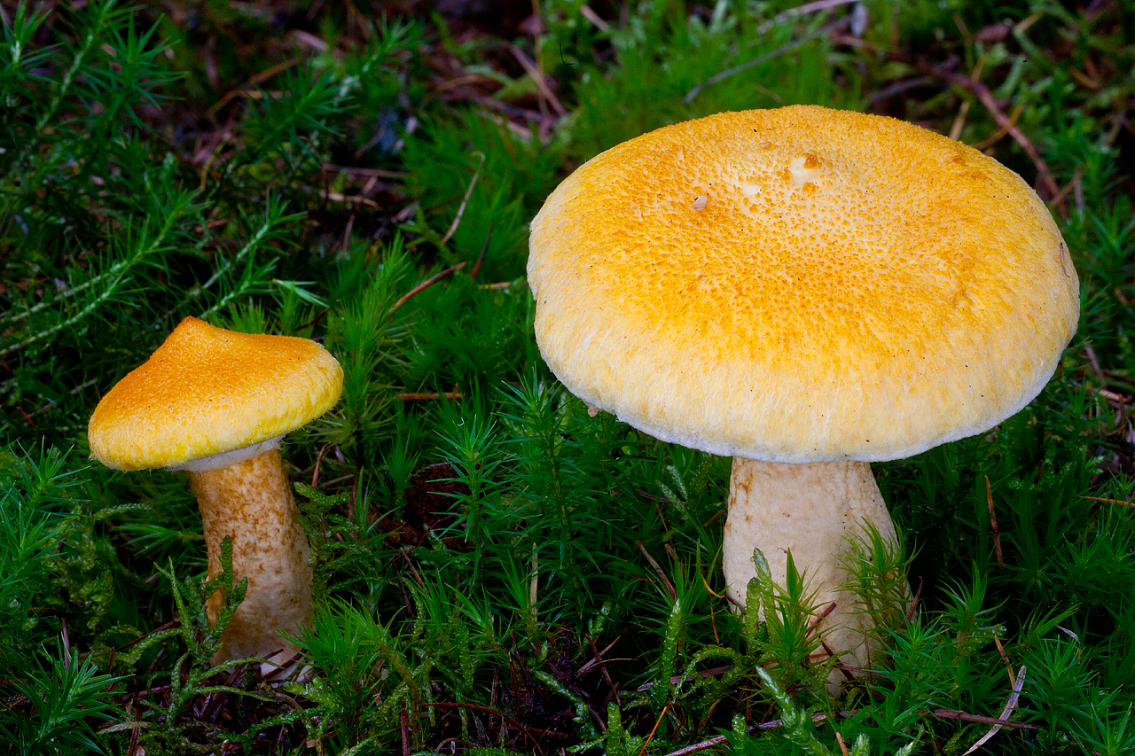 Suillus cavipes f. aureus (door John Breugelmans)