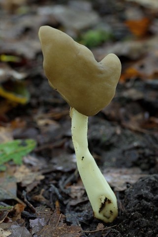 Helvella elastica (door Gio van Bernebeek)