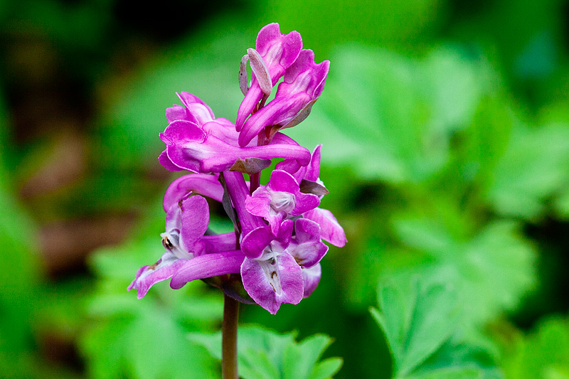 Corydalis cava (door John Breugelmans)