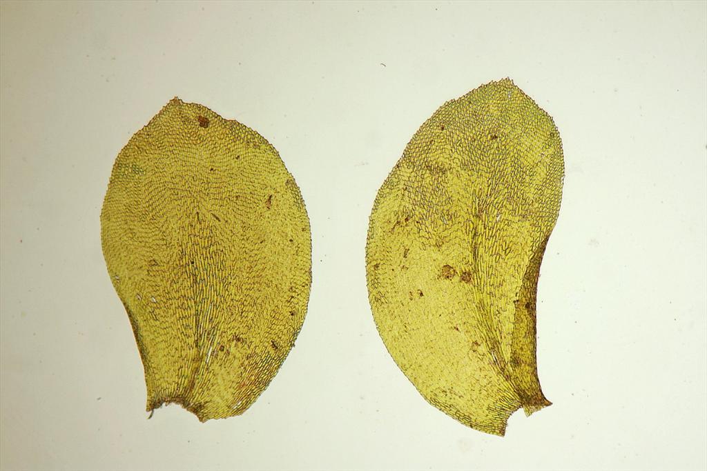Homalia trichomanoides (door Jan Kersten)