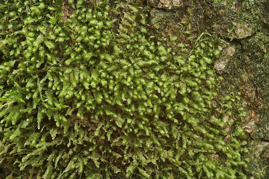 Homalia trichomanoides (door Jan Kersten)