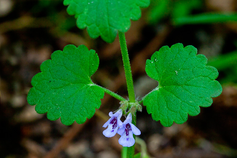 Glechoma hederacea (door John Breugelmans)