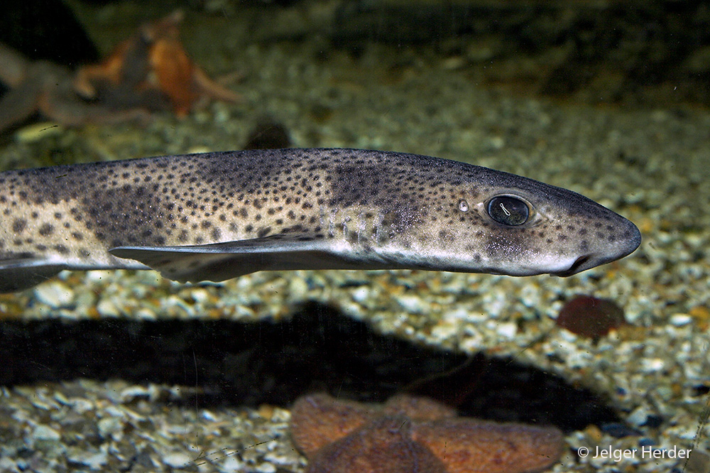 Scyliorhinus canicula (door Jelger Herder)