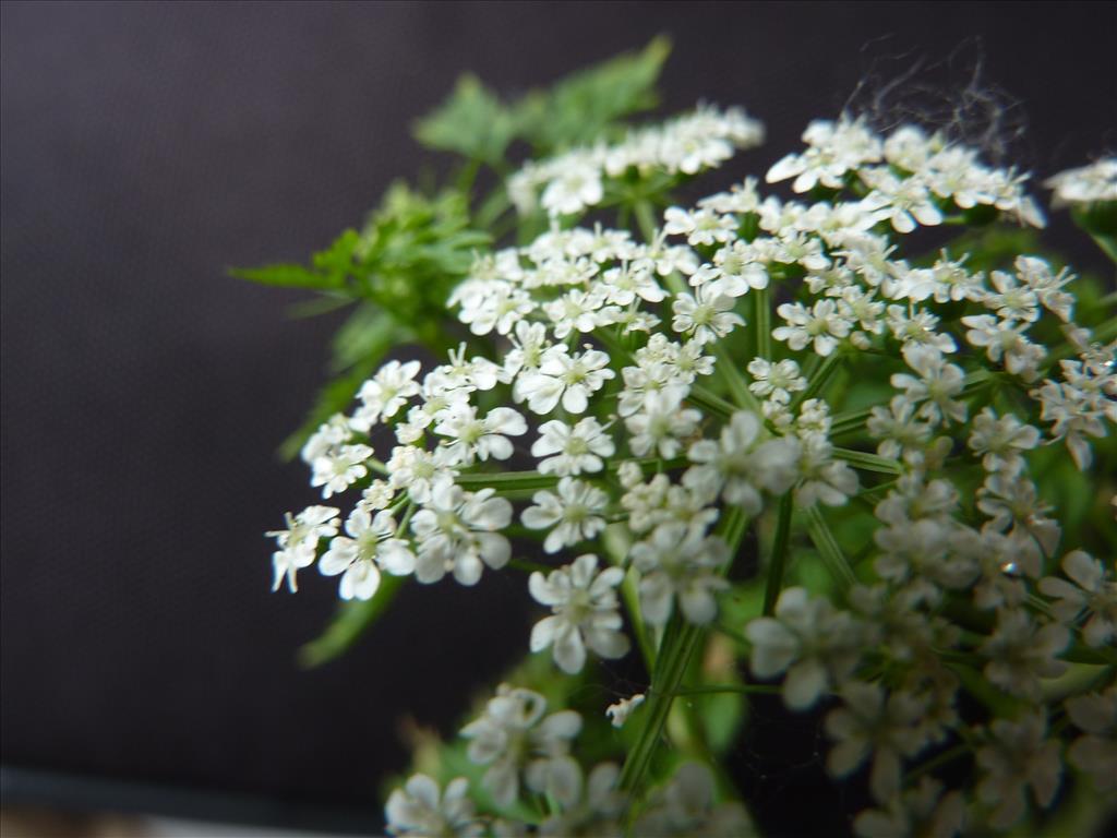 Aethusa cynapium (door Koen van Zoest)