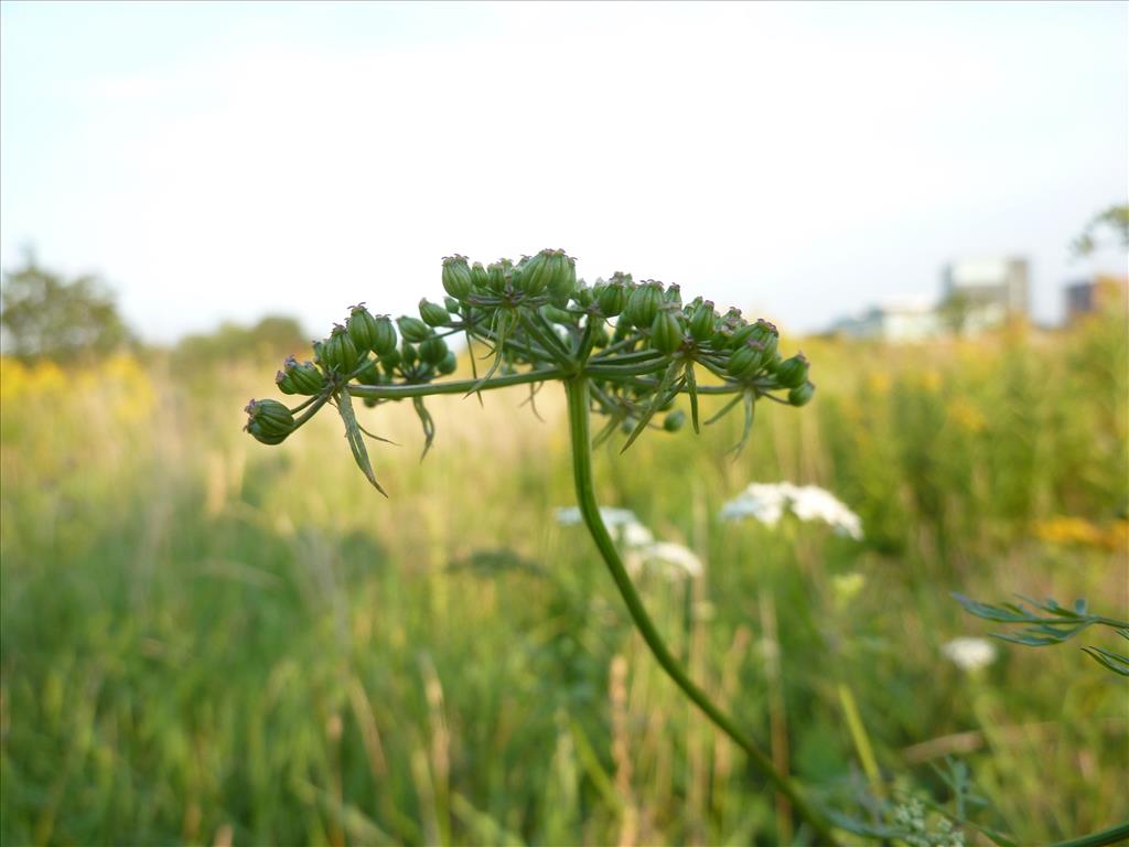 Aethusa cynapium (door Koen van Zoest)