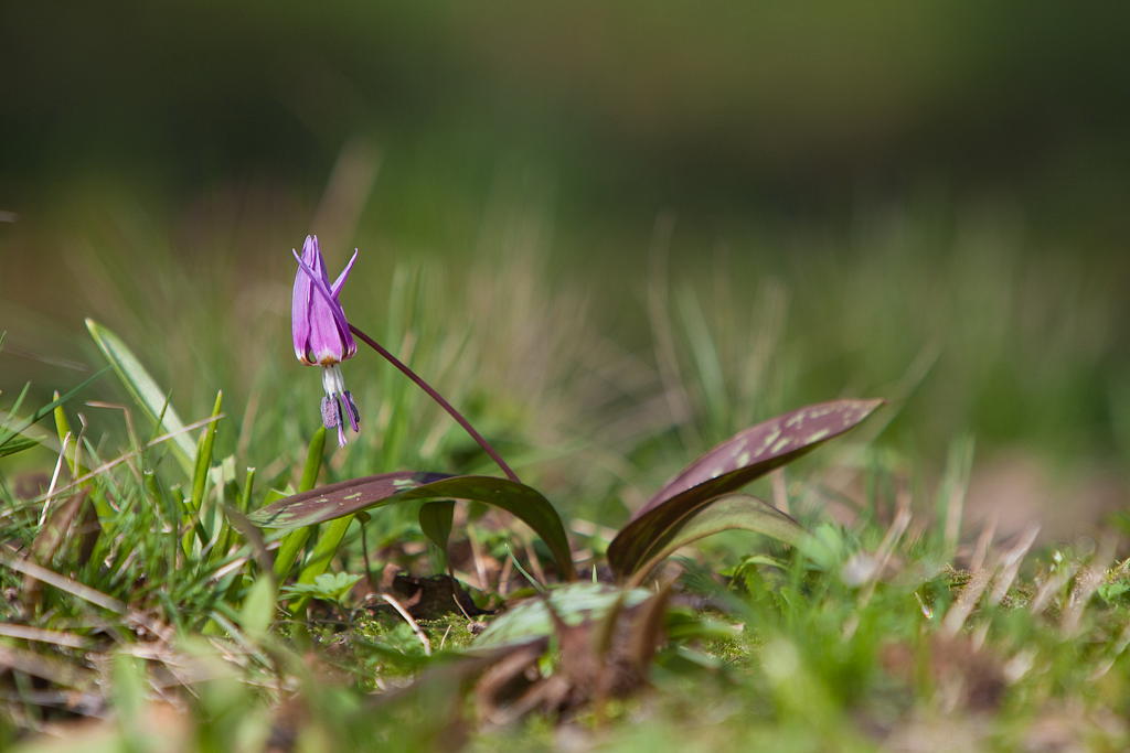 Erythronium dens-canis (door Joost Bouwmeester)