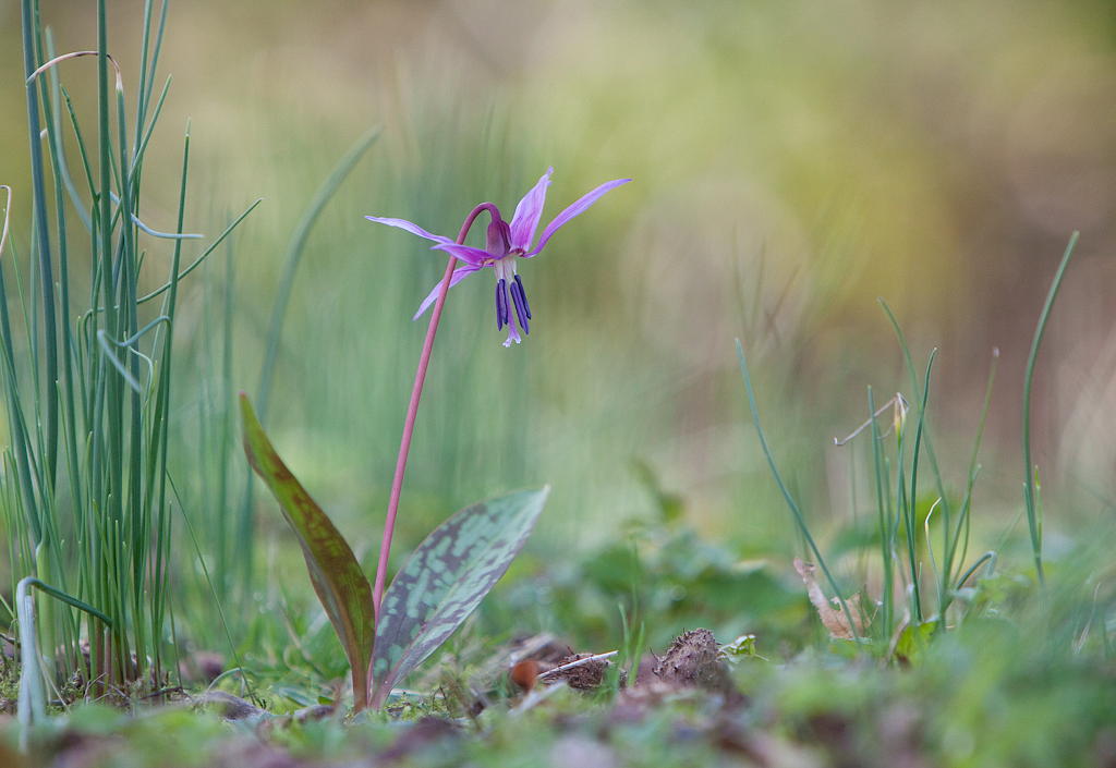 Erythronium dens-canis (door Joost Bouwmeester)