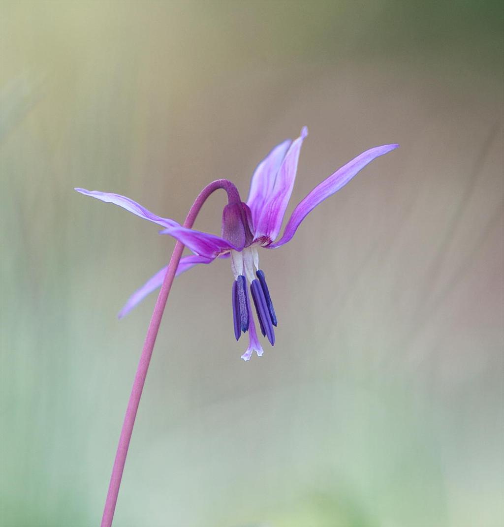 Erythronium dens-canis (door Joost Bouwmeester)