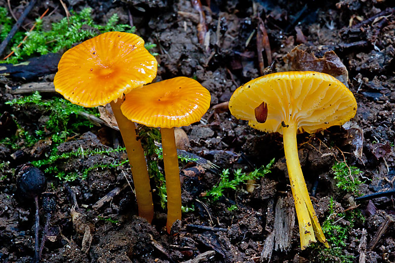 Hygrocybe glutinipes var. glutinipes (door John Breugelmans)