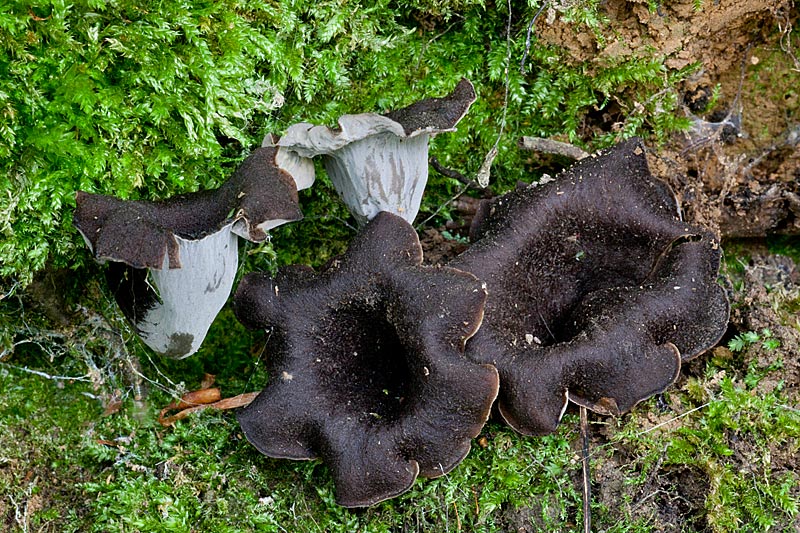 Craterellus cornucopioides (door John Breugelmans)