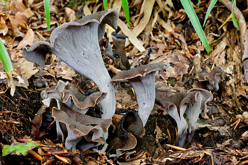 Craterellus cornucopioides (door John Breugelmans)