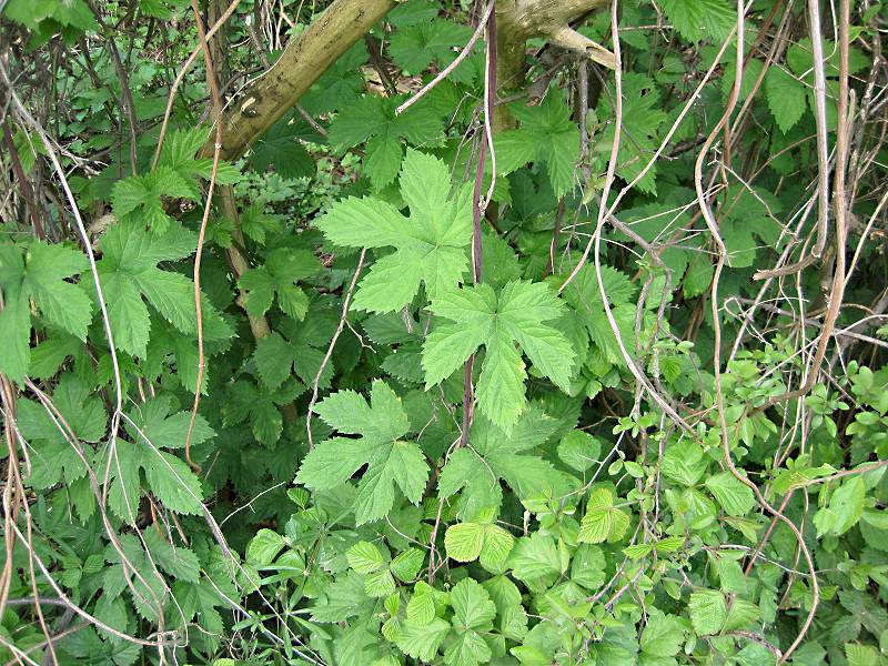 Humulus lupulus (door Grada Menting)