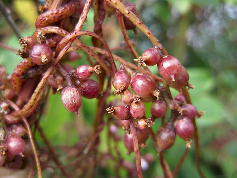 Cuscuta lupuliformis (door Grada Menting)