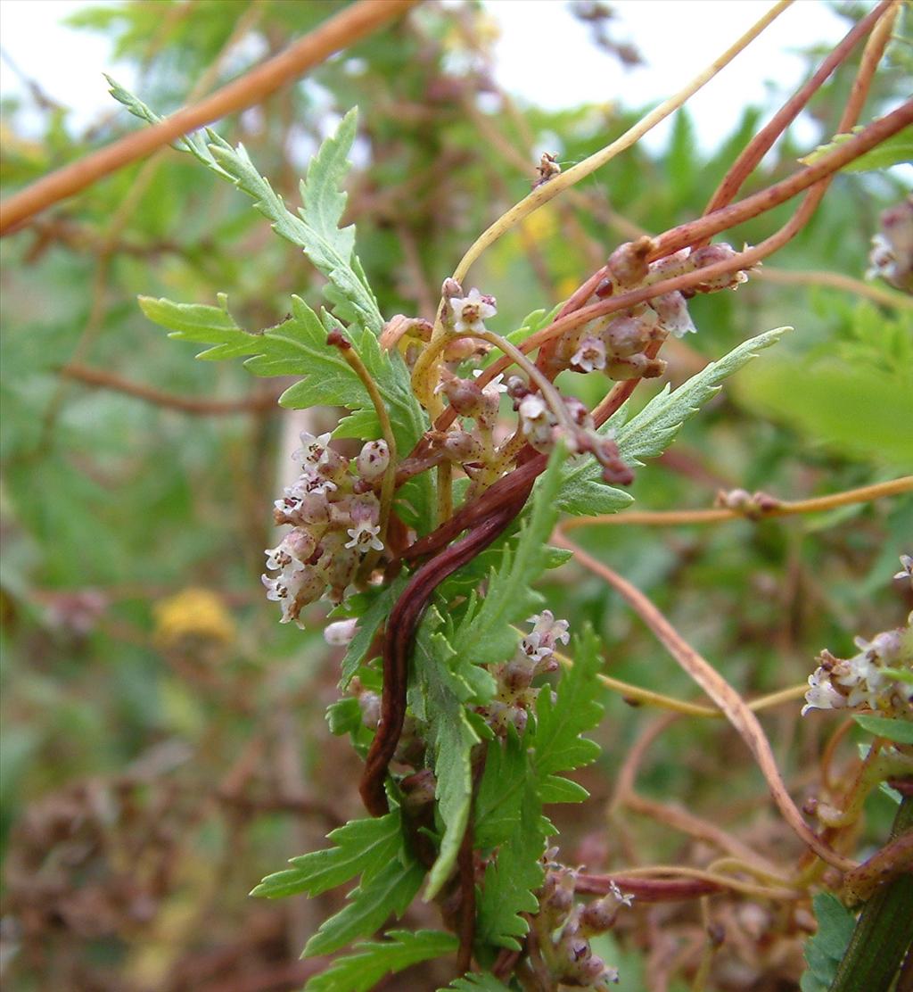 Cuscuta lupuliformis (door Dick Kerkhof)