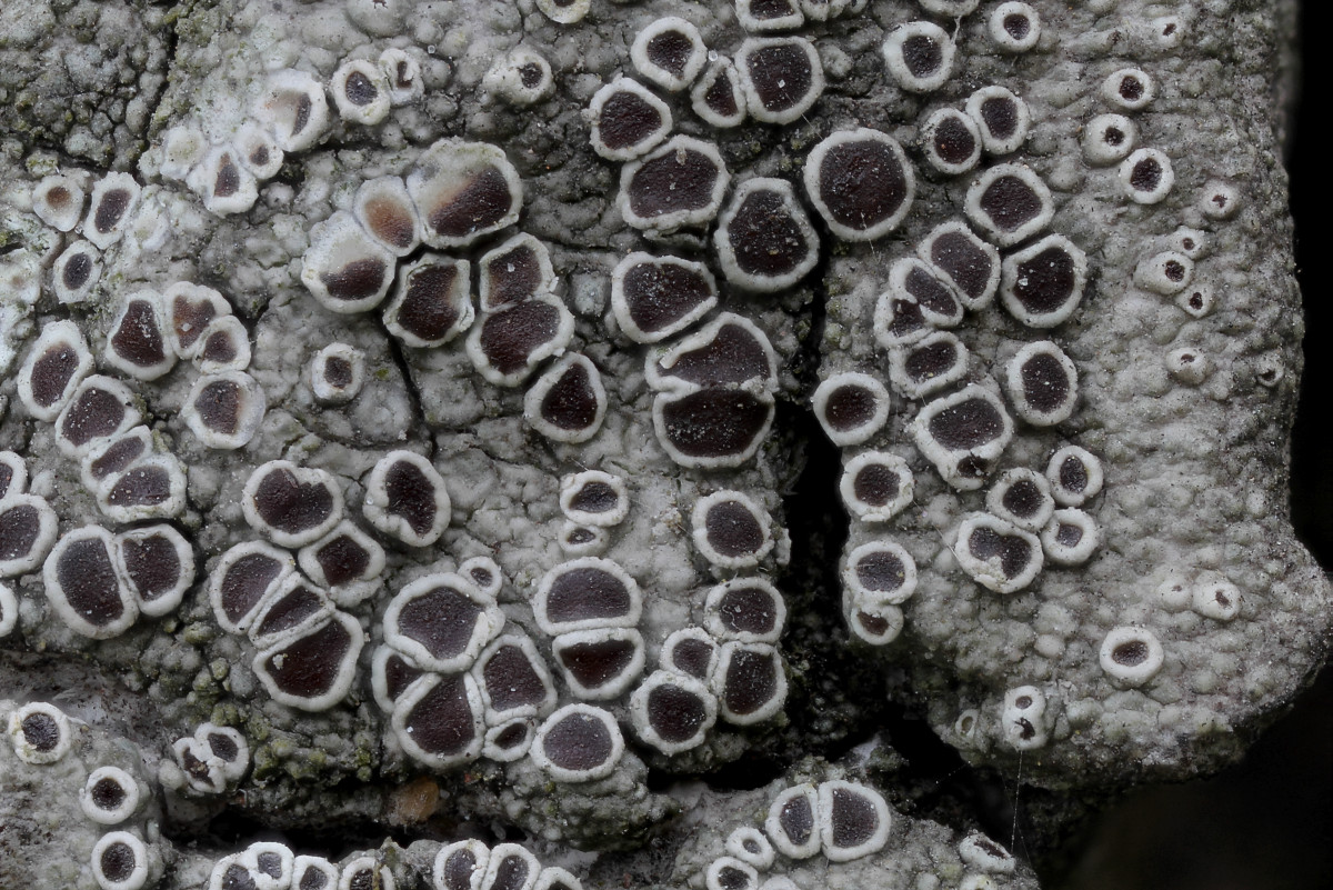 Lecanora horiza (door Arjan de Groot)