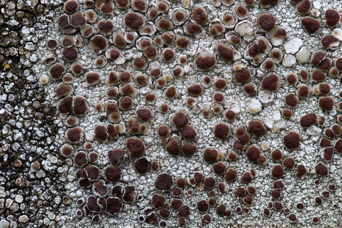 Lecanora horiza (door Arjan de Groot)