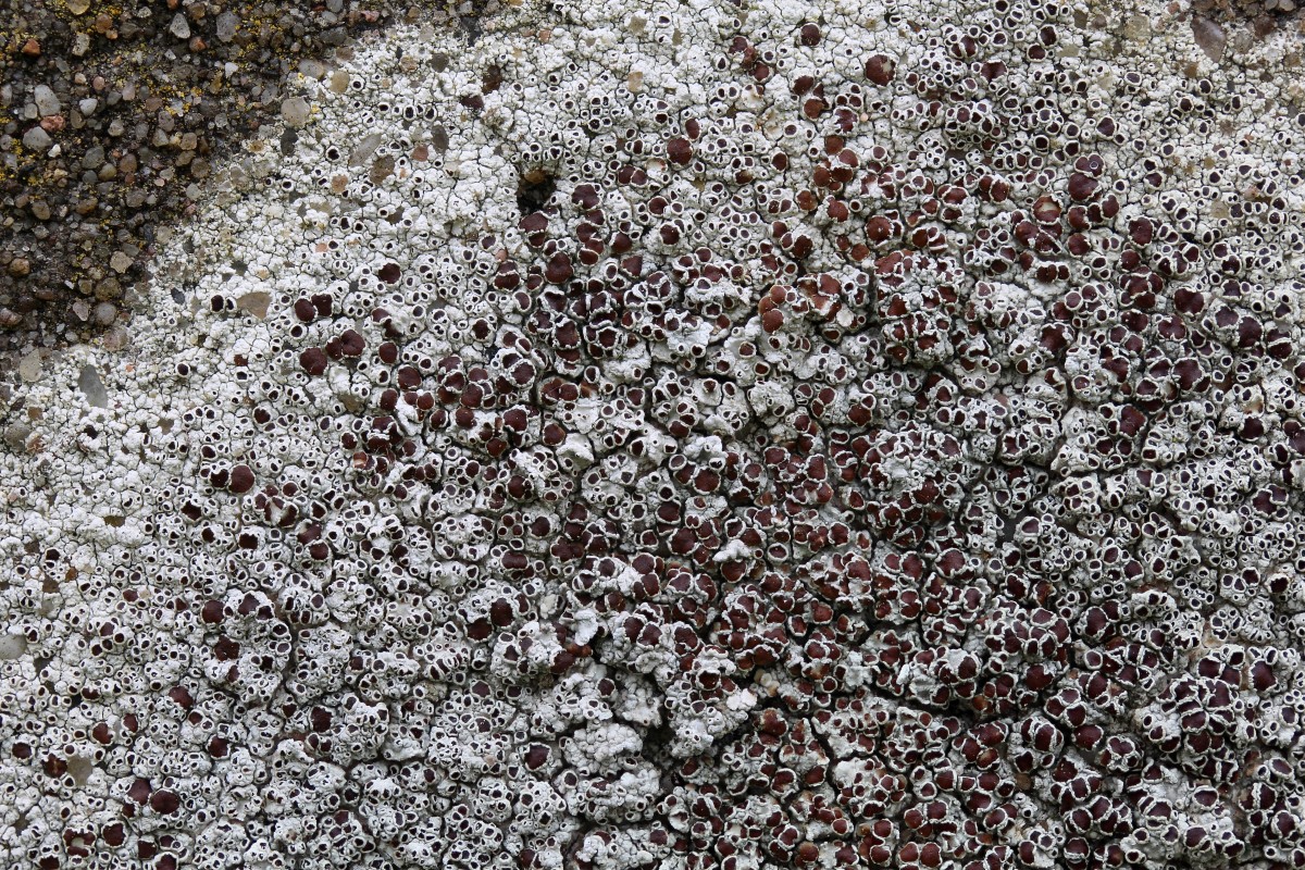 Lecanora horiza (door Arjan de Groot)