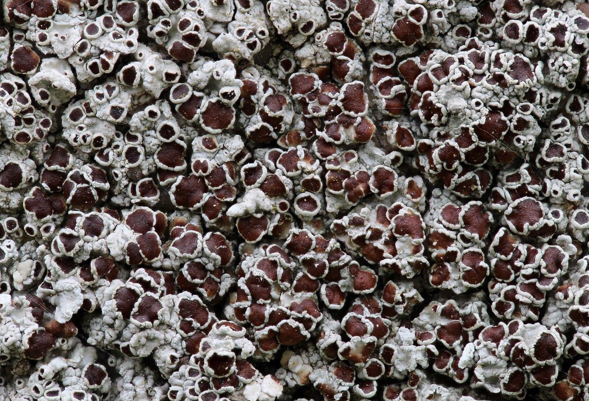 Lecanora horiza (door Arjan de Groot)