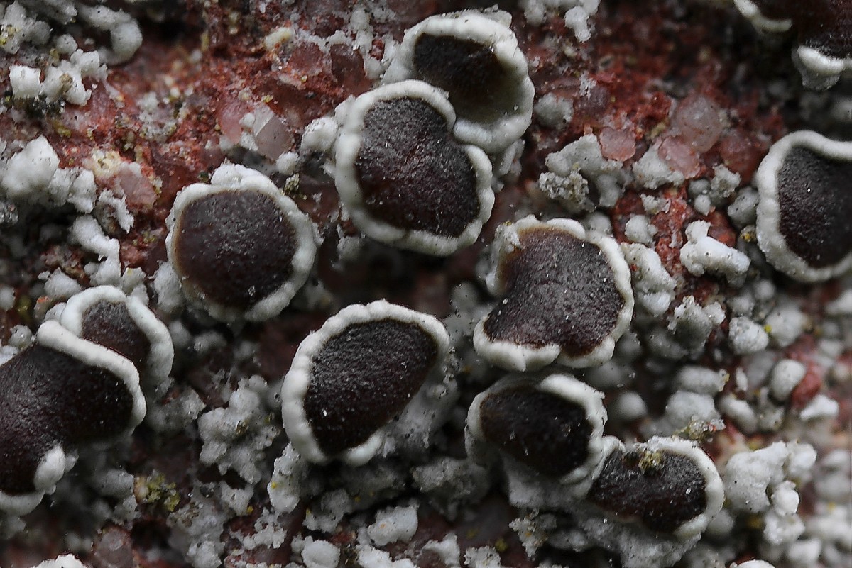 Lecanora horiza (door Arjan de Groot)