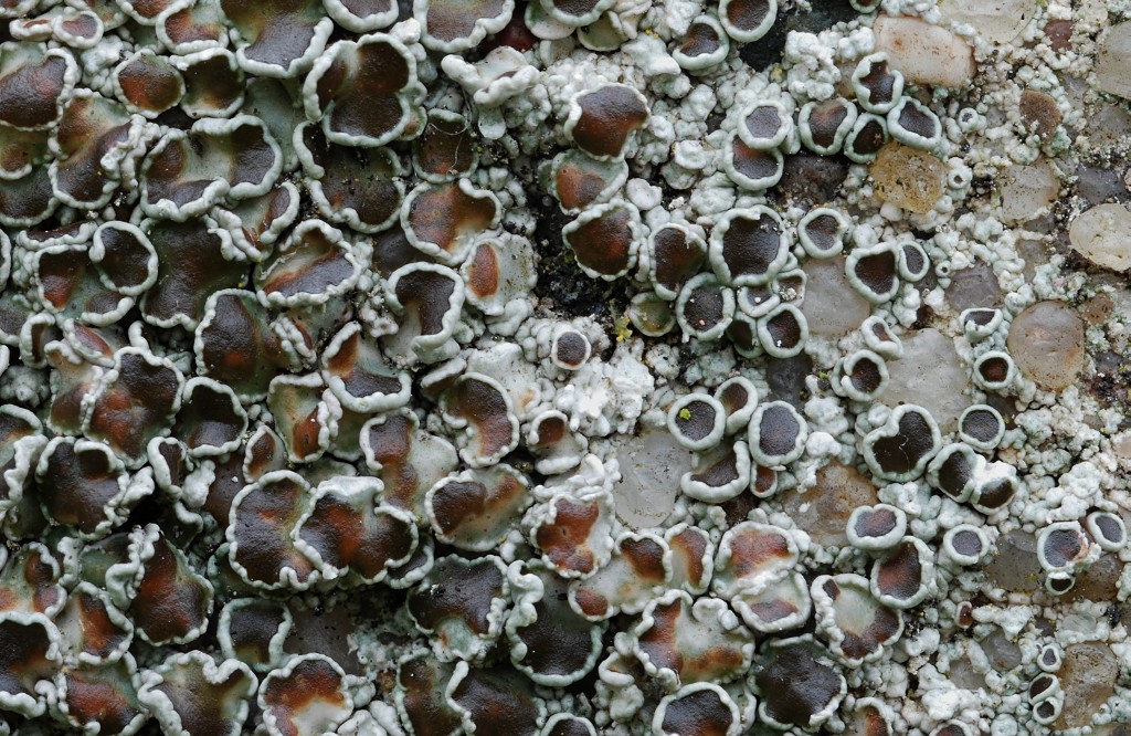 Lecanora horiza (door Arjan de Groot)