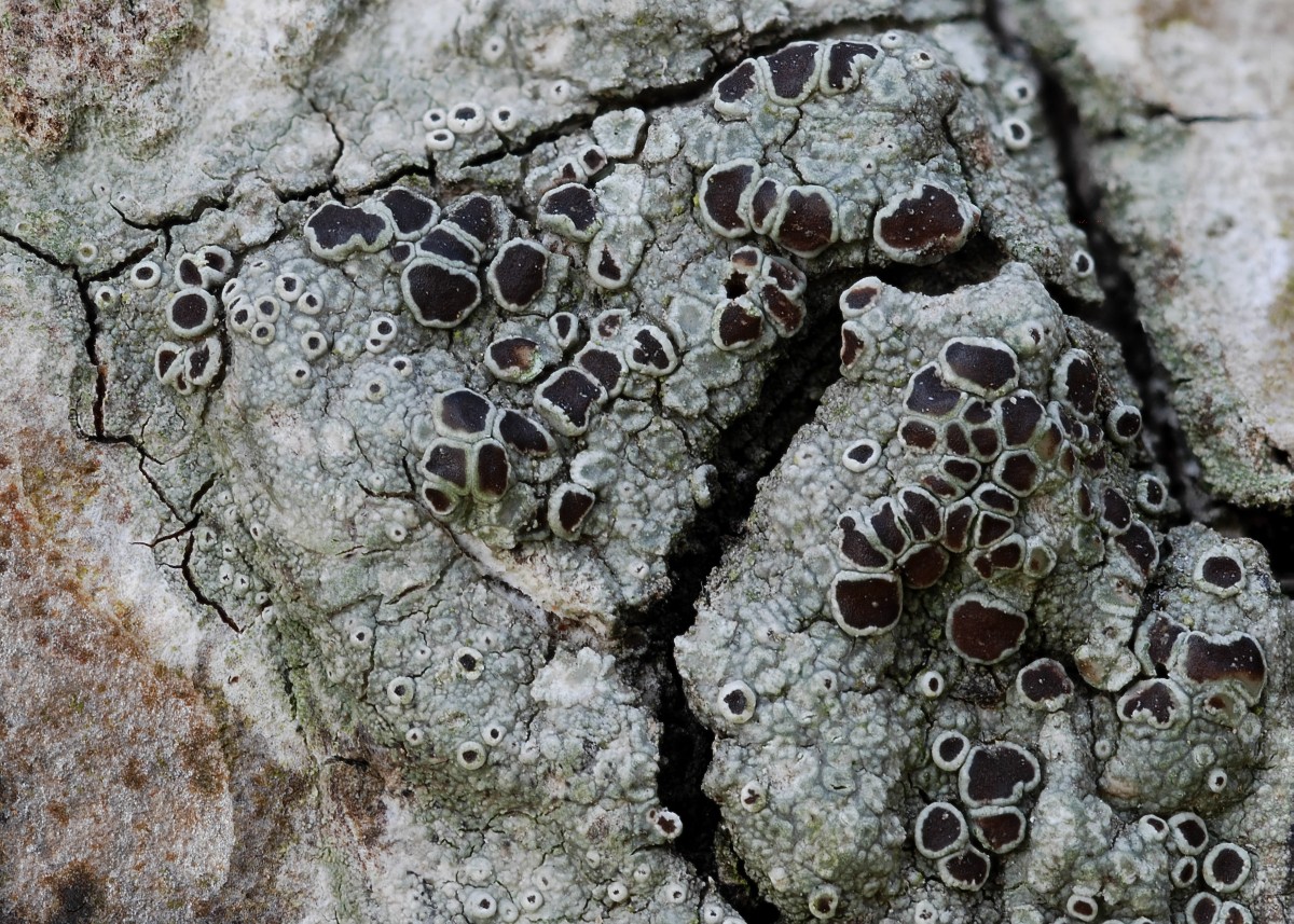 Lecanora horiza (door Arjan de Groot)