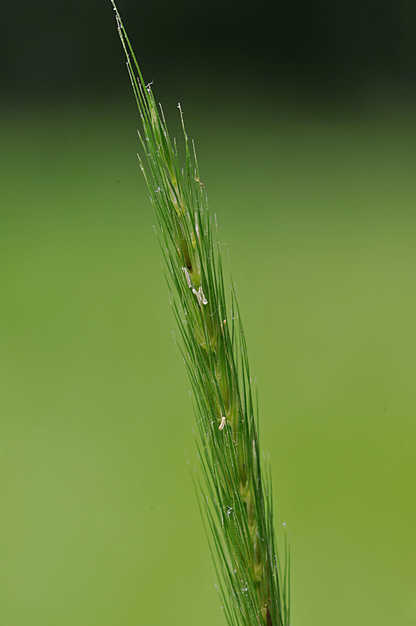 Hordelymus europaeus (door Theo Muusse)