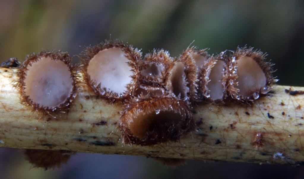 Trichopezizella horridula (door Luciën Rommelaars)