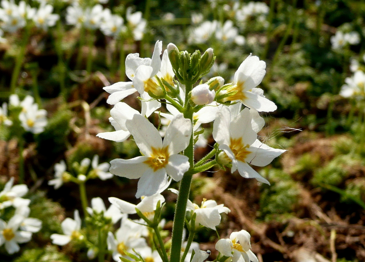 Hottonia palustris (door Willie Riemsma)