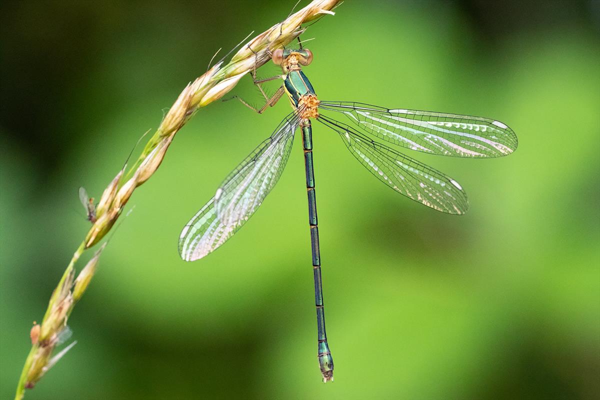 Chalcolestes viridis (door John Breugelmans)